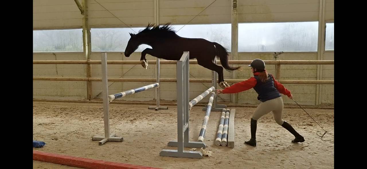 selle fran&ccedil;ais 3 ans