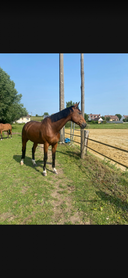 A vendre grand et gentil SF