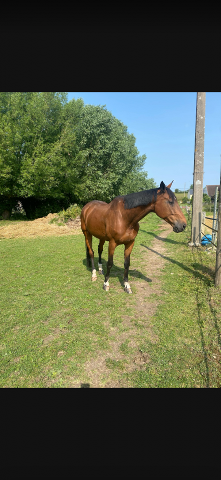 A vendre grand et gentil SF