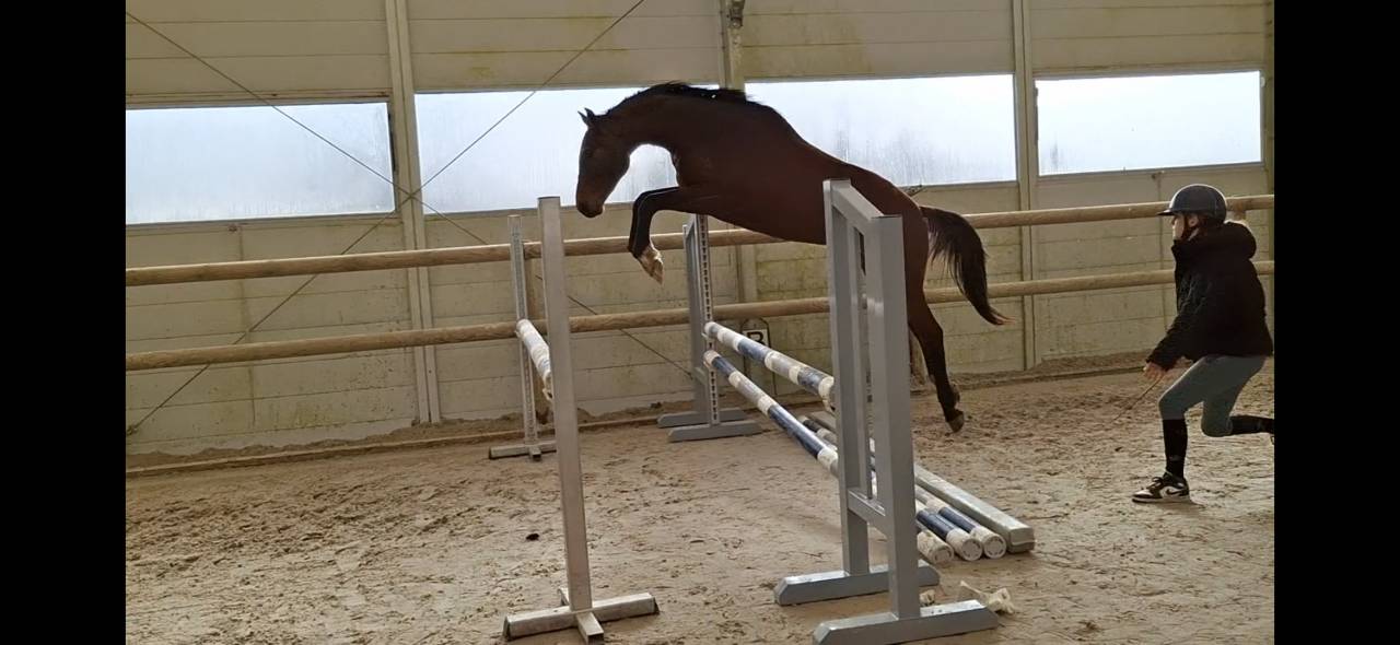 selle fran&ccedil;ais 3 ans