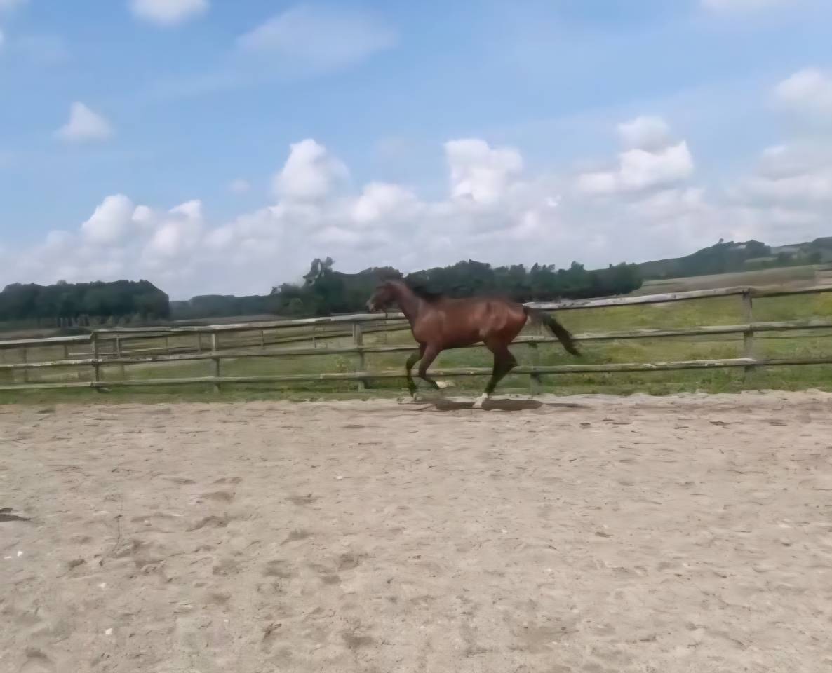 selle fran&ccedil;ais 3 ans