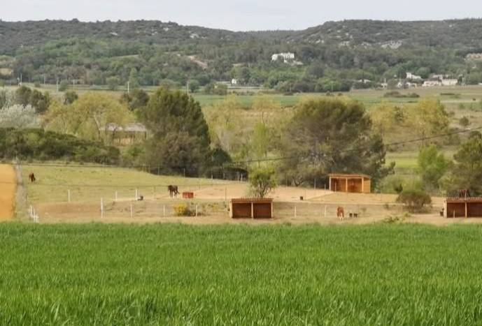 Pensions chevaux et poneys 