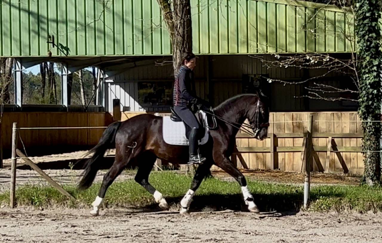 Hongre noir crois&eacute; lusitanien 