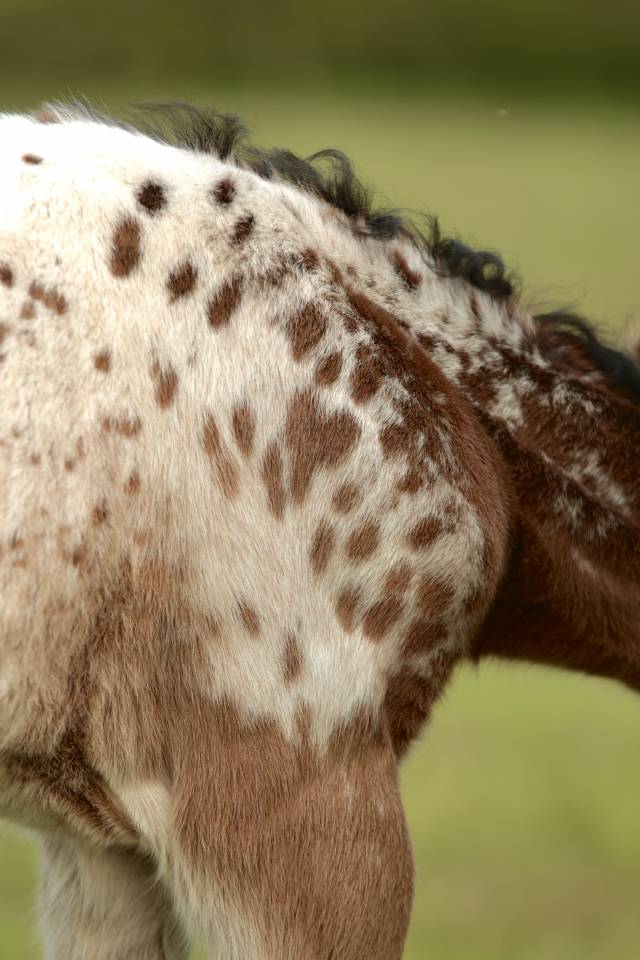 Qismat Du Layon poulain Nez Perce