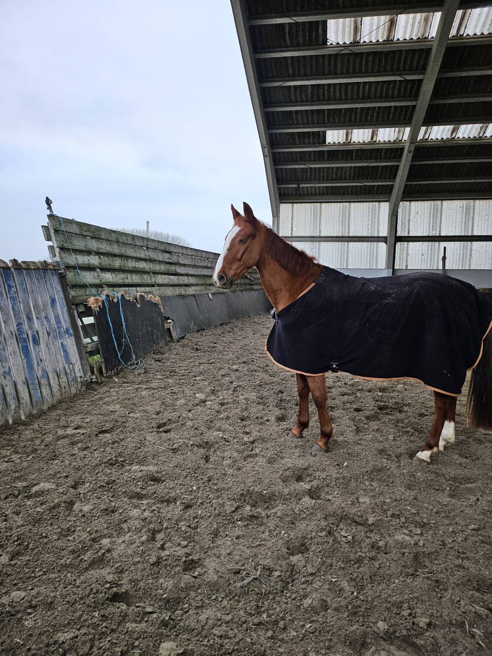 Jeune cheval 4ans a echanger