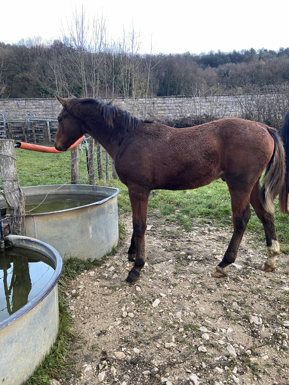 SF 1 an par Cooper van de heffinck