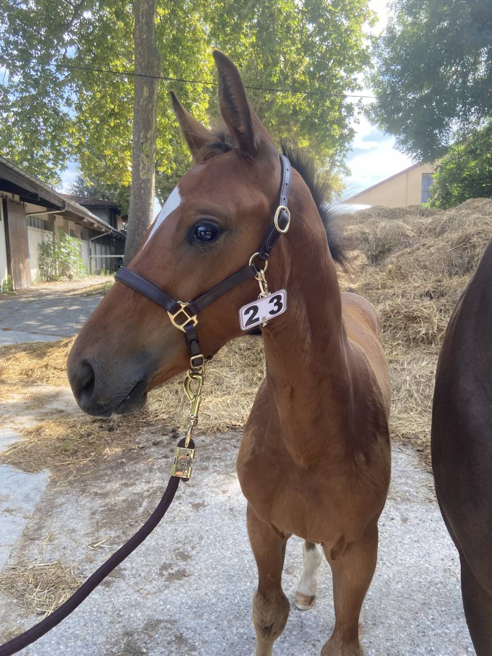 SF 1 an par Cooper van de heffinck