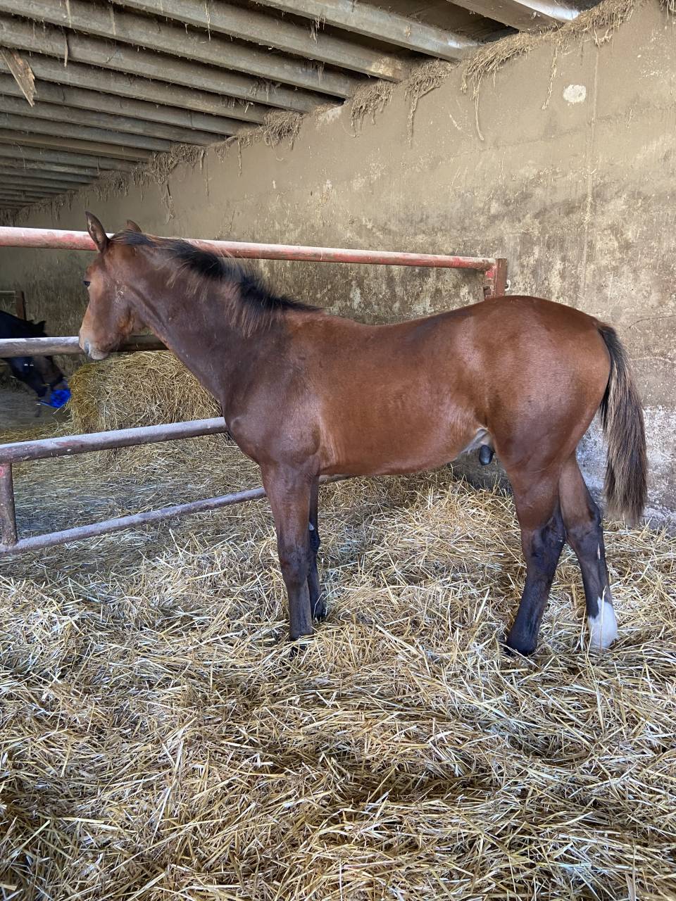 SF 1 an par Cooper van de heffinck