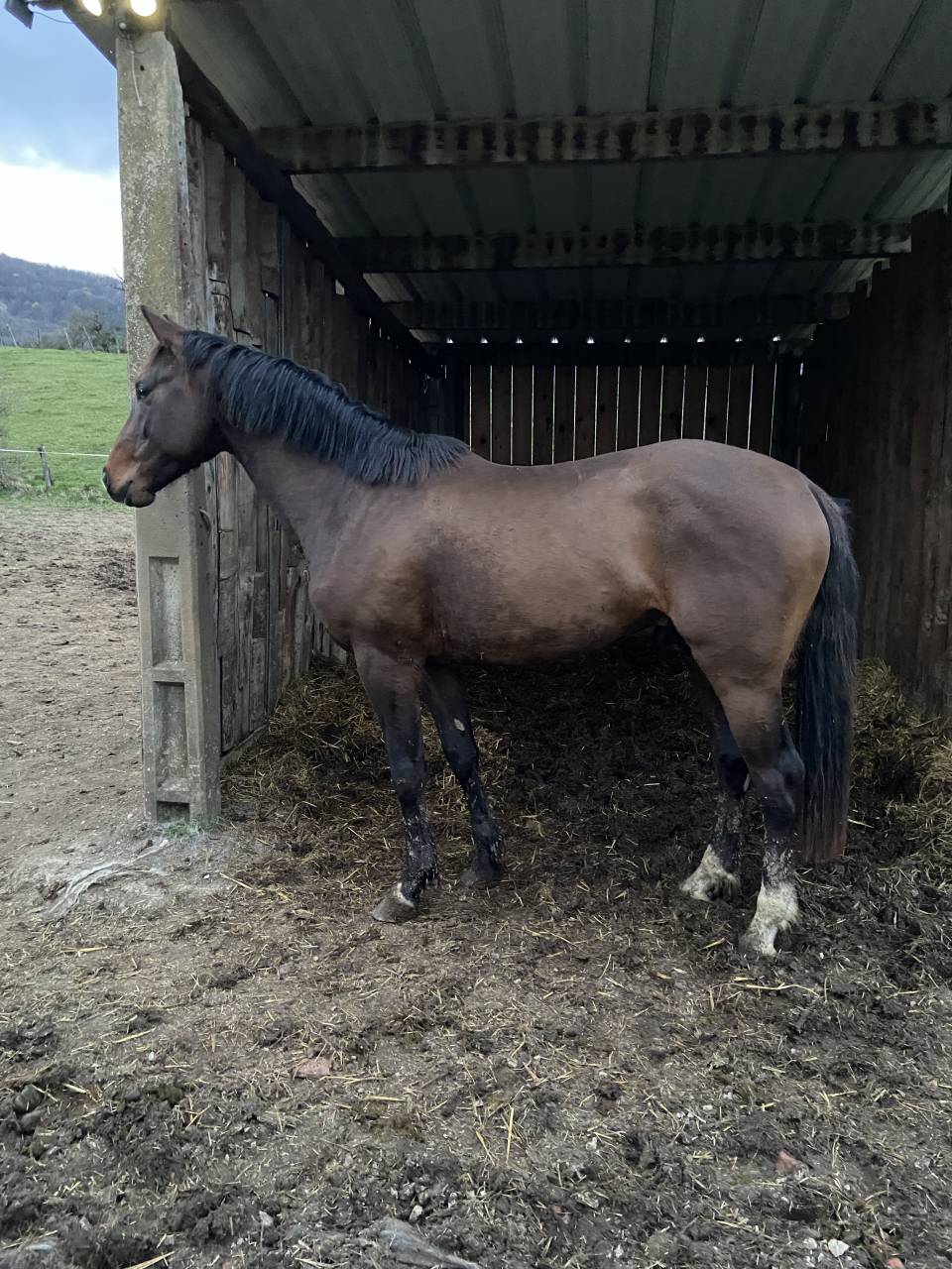 SF ENTIER PAR QUEL HOMME DE HUS 