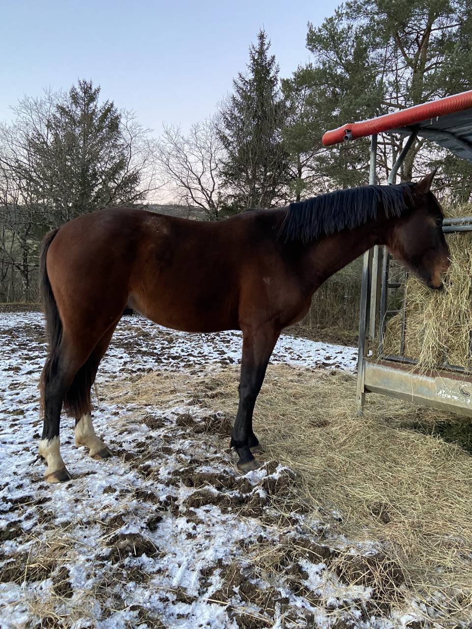 SF ENTIER PAR QUEL HOMME DE HUS 