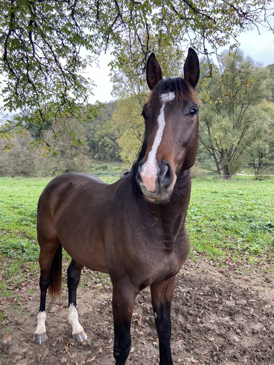 SF ENTIER PAR QUEL HOMME DE HUS 