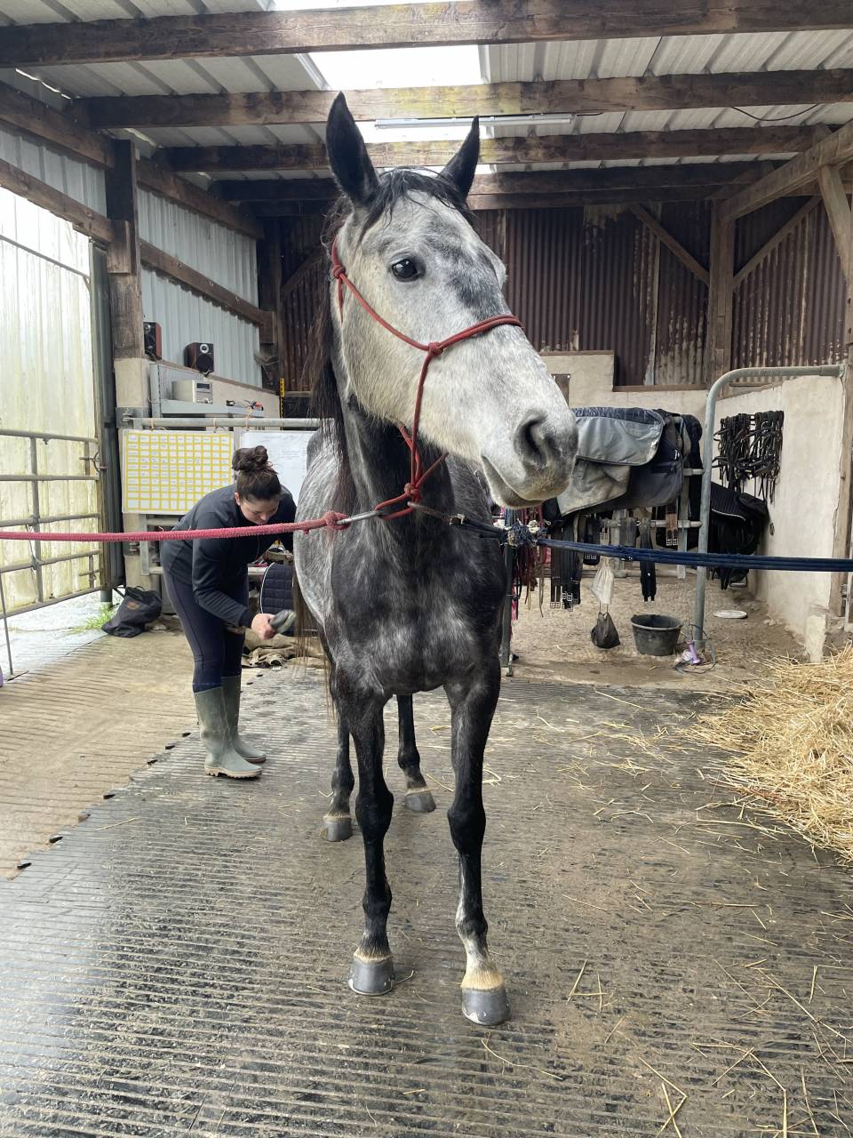 A vendre : Flicka, ONC type aqps, 6 ans en mai