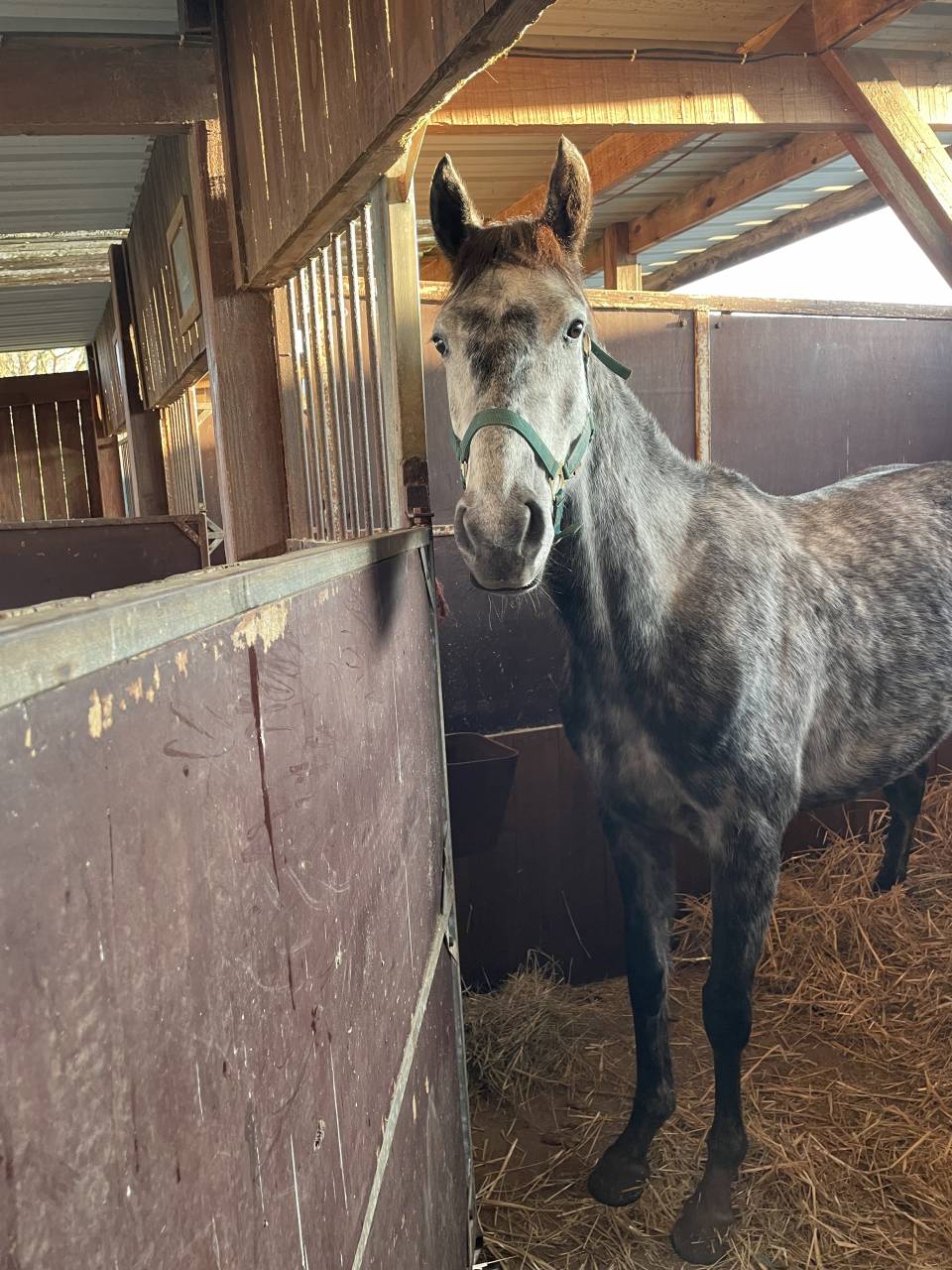 A vendre : Flicka, ONC type aqps, 6 ans en mai