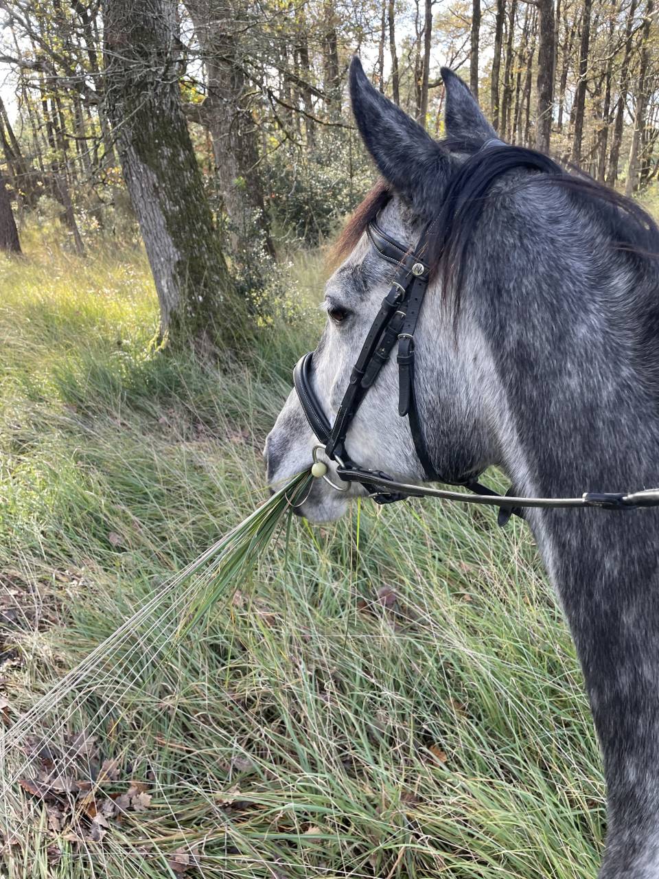 A vendre : Flicka, ONC type aqps, 6 ans en mai