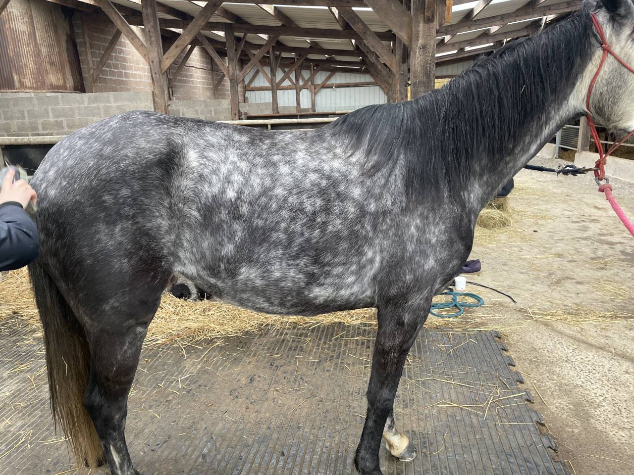 A vendre : Flicka, ONC type aqps, 6 ans en mai