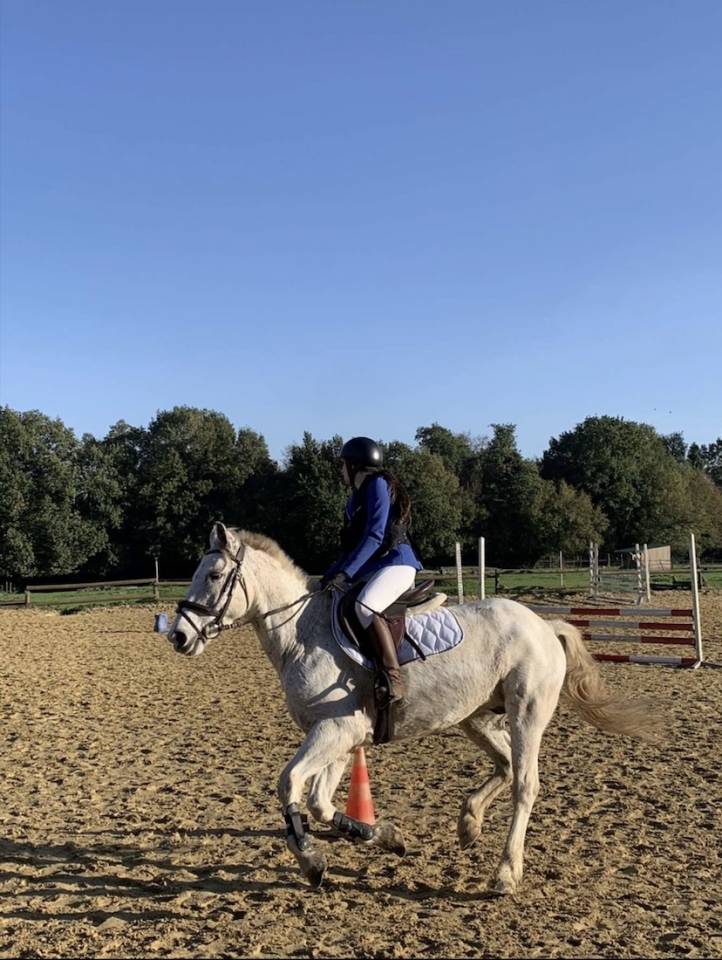 Poney Fran&ccedil;ais de Selle &agrave; vendre