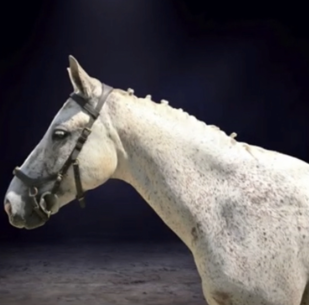 Poney Fran&ccedil;ais de Selle &agrave; vendre