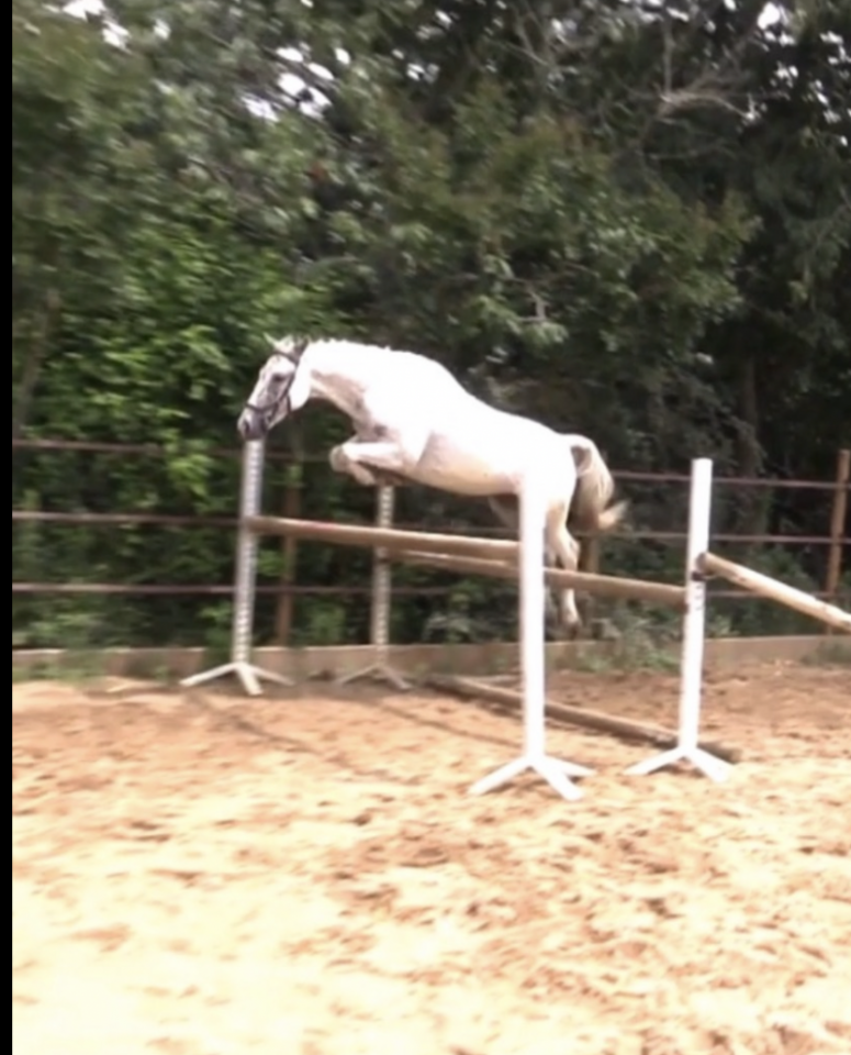 Poney Fran&ccedil;ais de Selle &agrave; vendre