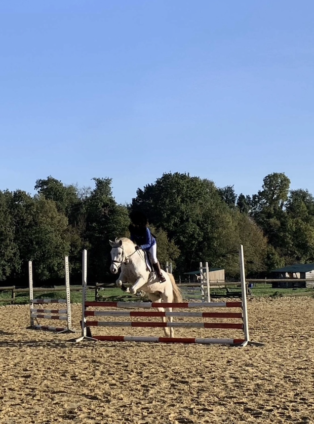Poney Fran&ccedil;ais de Selle &agrave; vendre