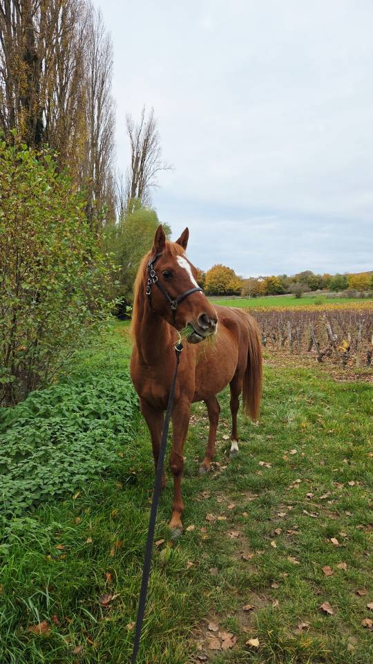 Jument pur sang arabe 