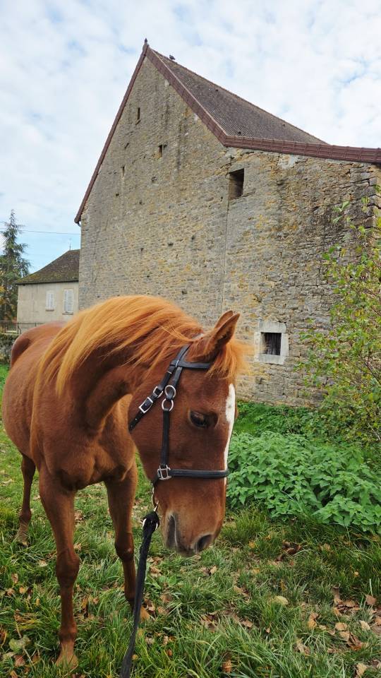 Jument pur sang arabe 