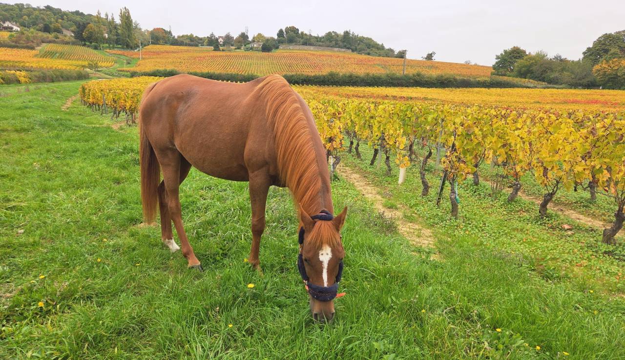 Jument pur sang arabe 