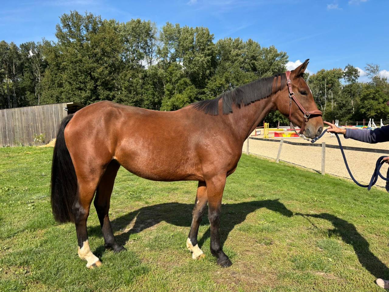 Jument de 4 ans, belles allures, id&eacute;ale amateur