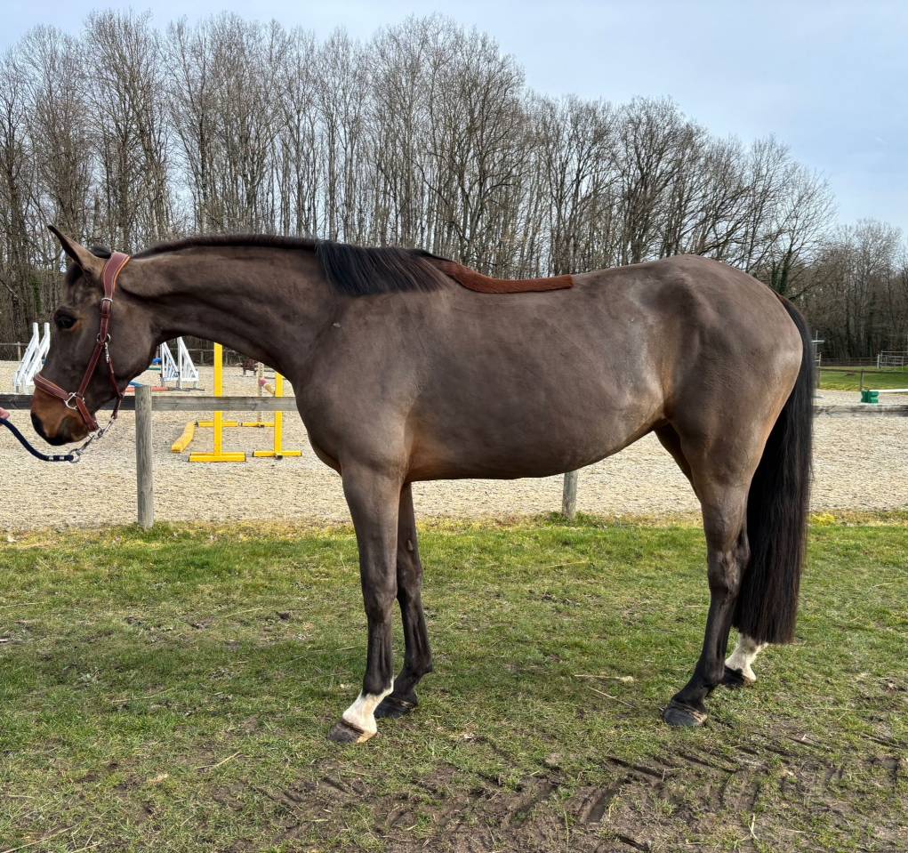 Jument de 4 ans, belles allures, id&eacute;ale amateur