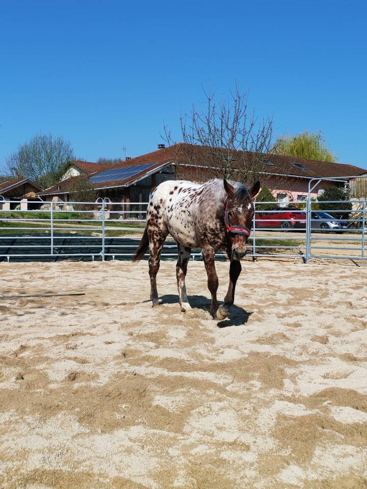 LEGENDARY SILVER BLADE - M&acirc;le Appaloosa ApHC