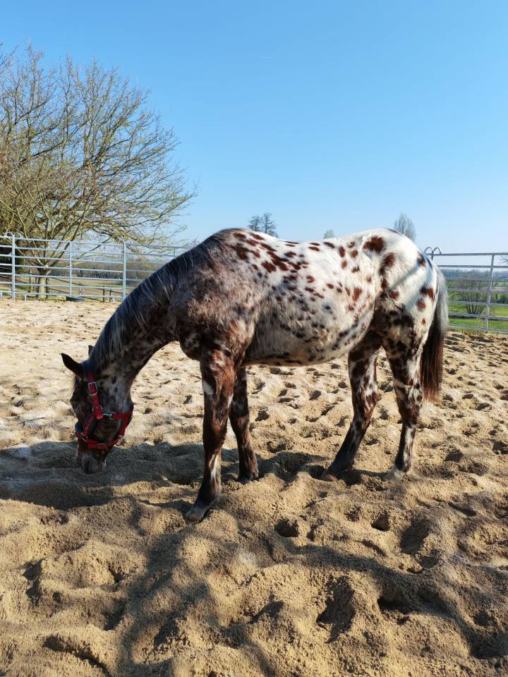 LEGENDARY SILVER BLADE - M&acirc;le Appaloosa ApHC