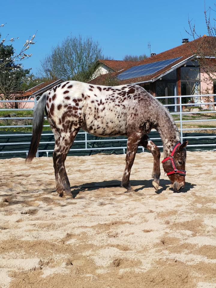 LEGENDARY SILVER BLADE - M&acirc;le Appaloosa ApHC