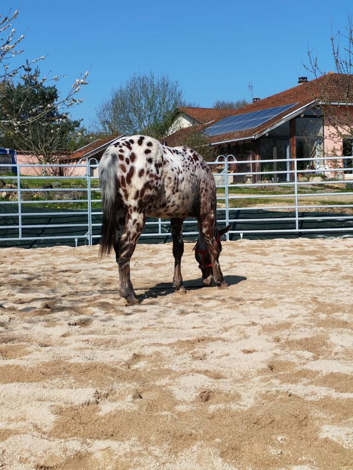 LEGENDARY SILVER BLADE - M&acirc;le Appaloosa ApHC