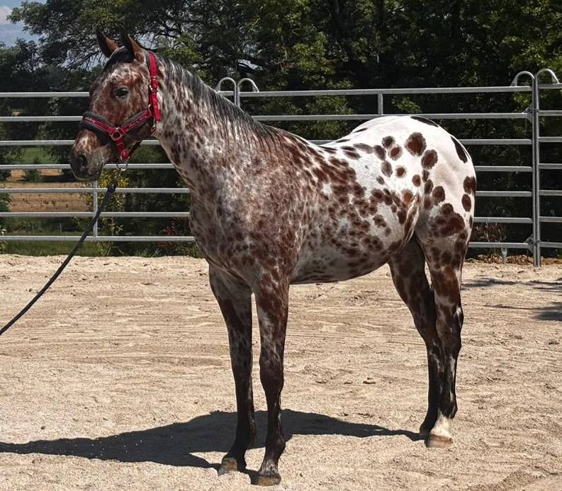 LEGENDARY SILVER BLADE - M&acirc;le Appaloosa ApHC