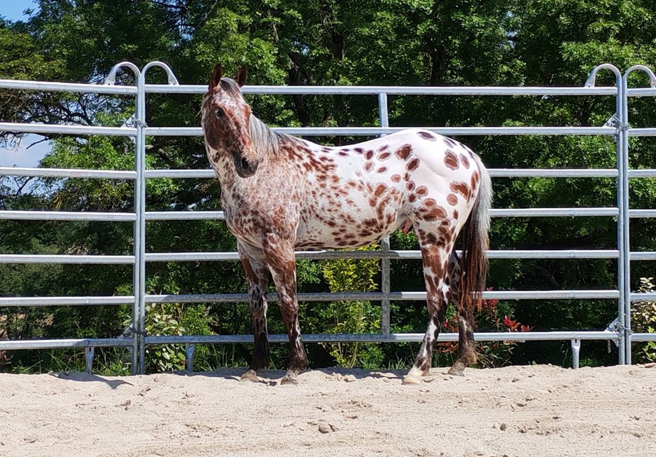 LEGENDARY SILVER BLADE - M&acirc;le Appaloosa ApHC