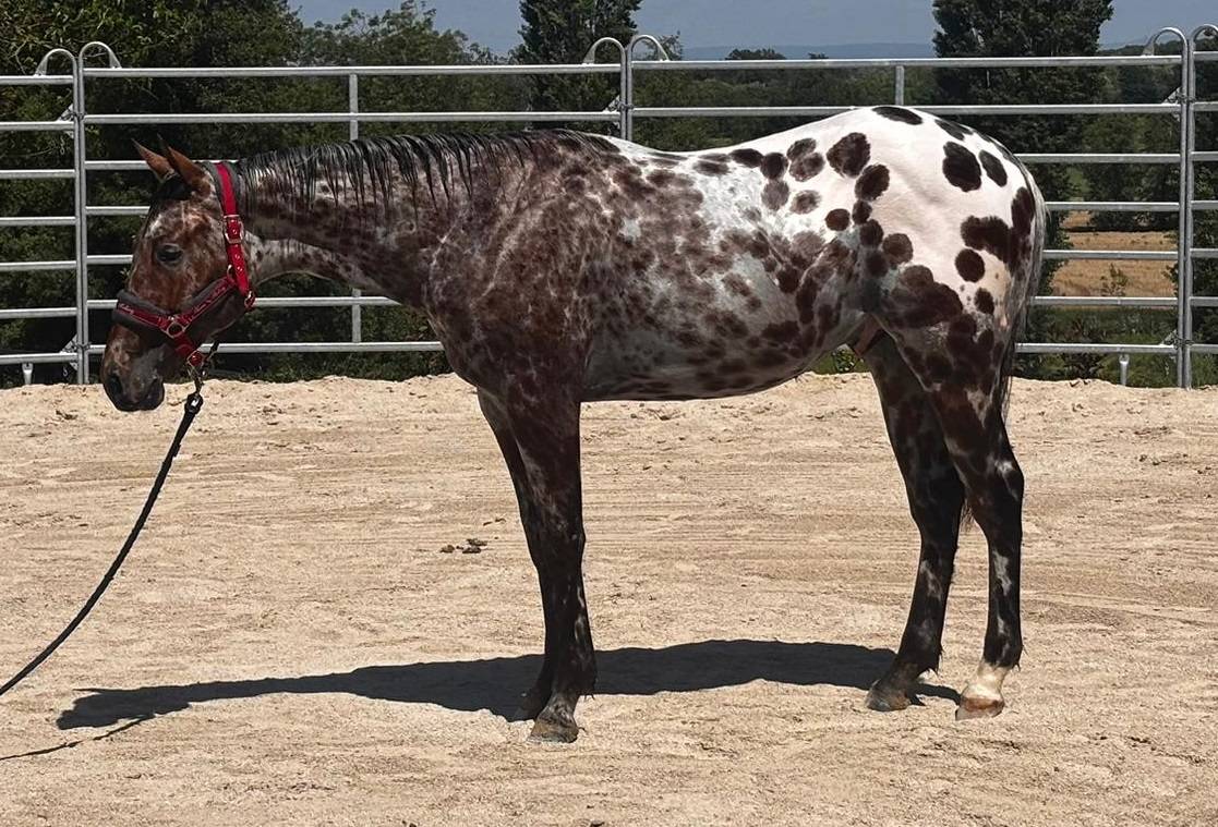 LEGENDARY SILVER BLADE - M&acirc;le Appaloosa ApHC
