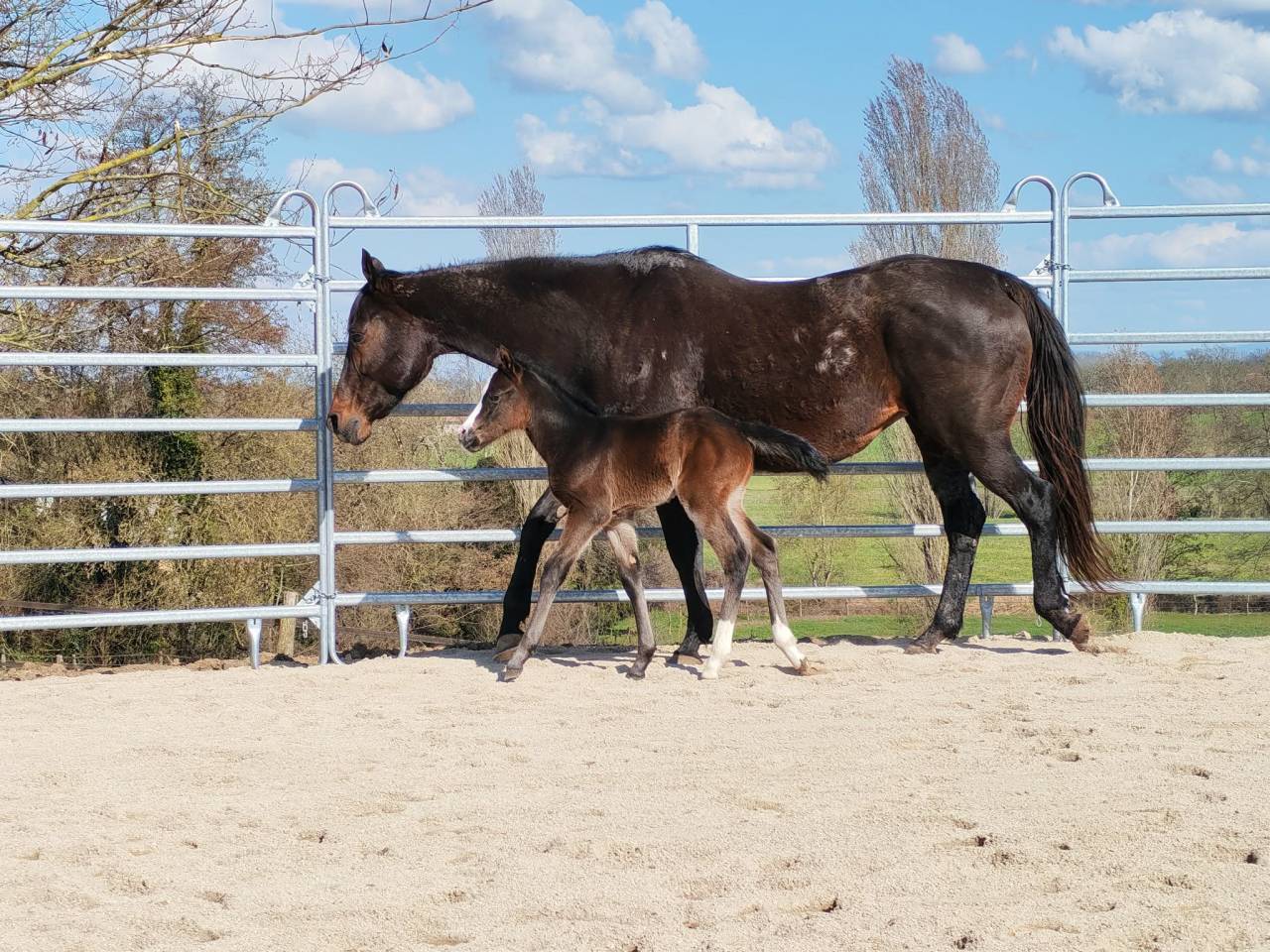 Pouliche Appaloosa ApHC 