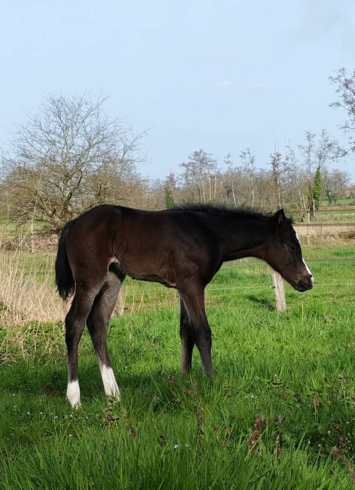 Pouliche Appaloosa ApHC 