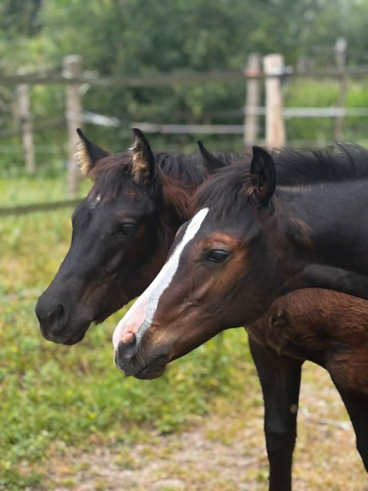 Pouliche Appaloosa ApHC 