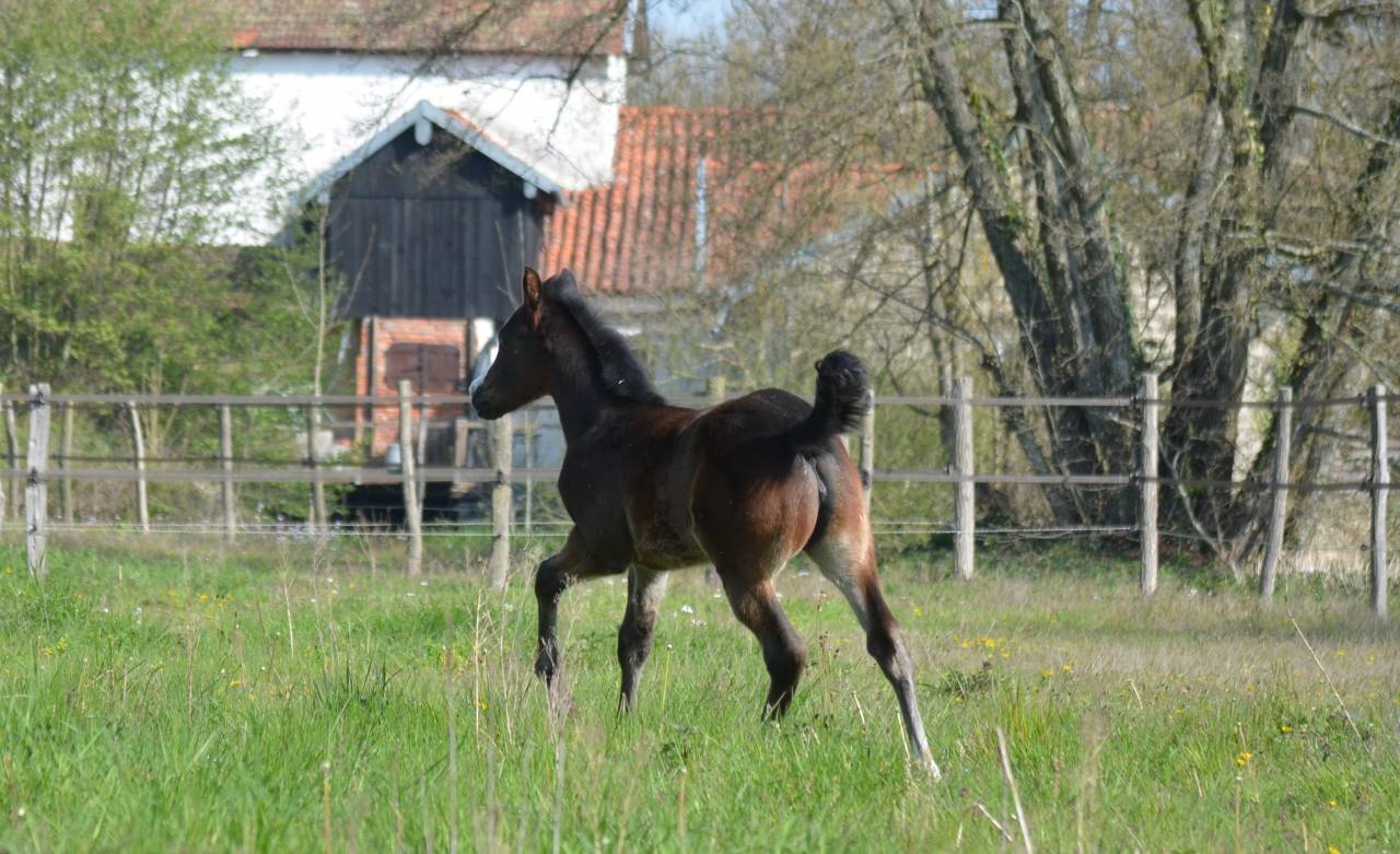Pouliche Appaloosa ApHC 