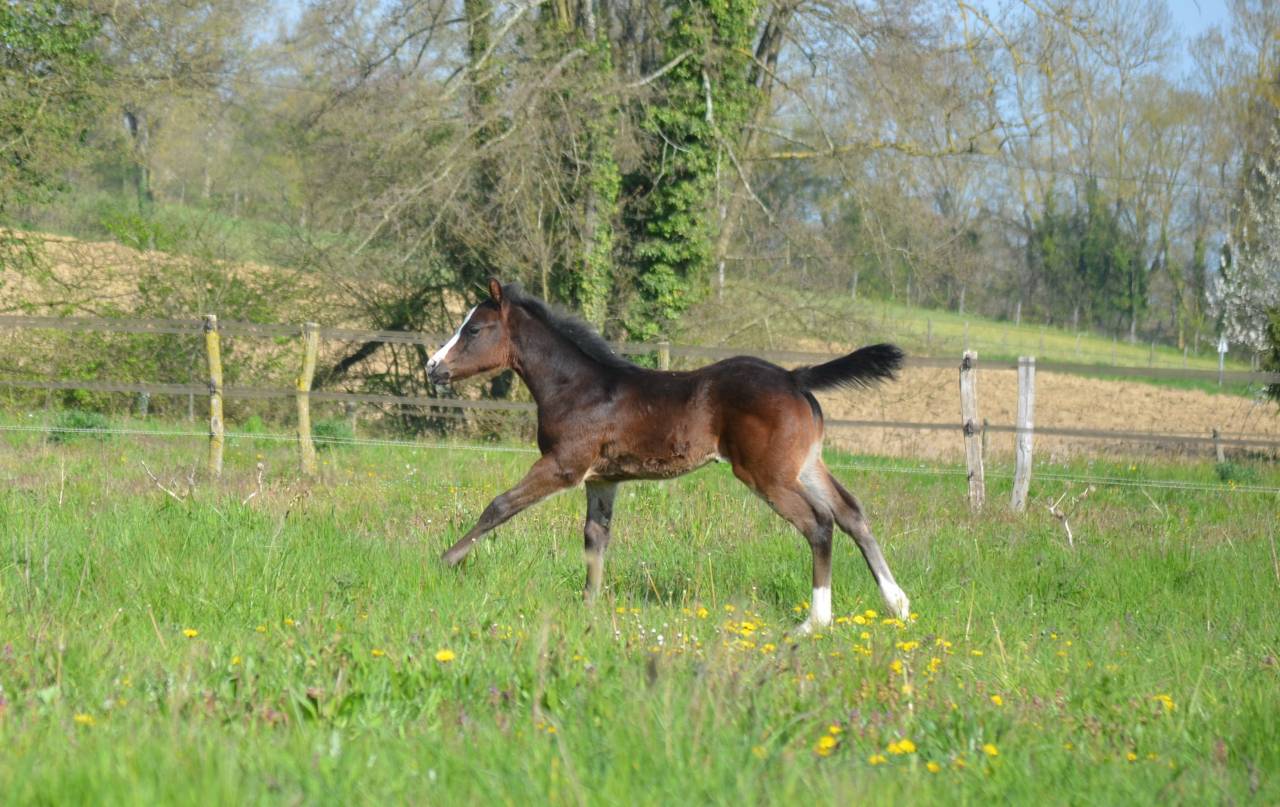 Pouliche Appaloosa ApHC 