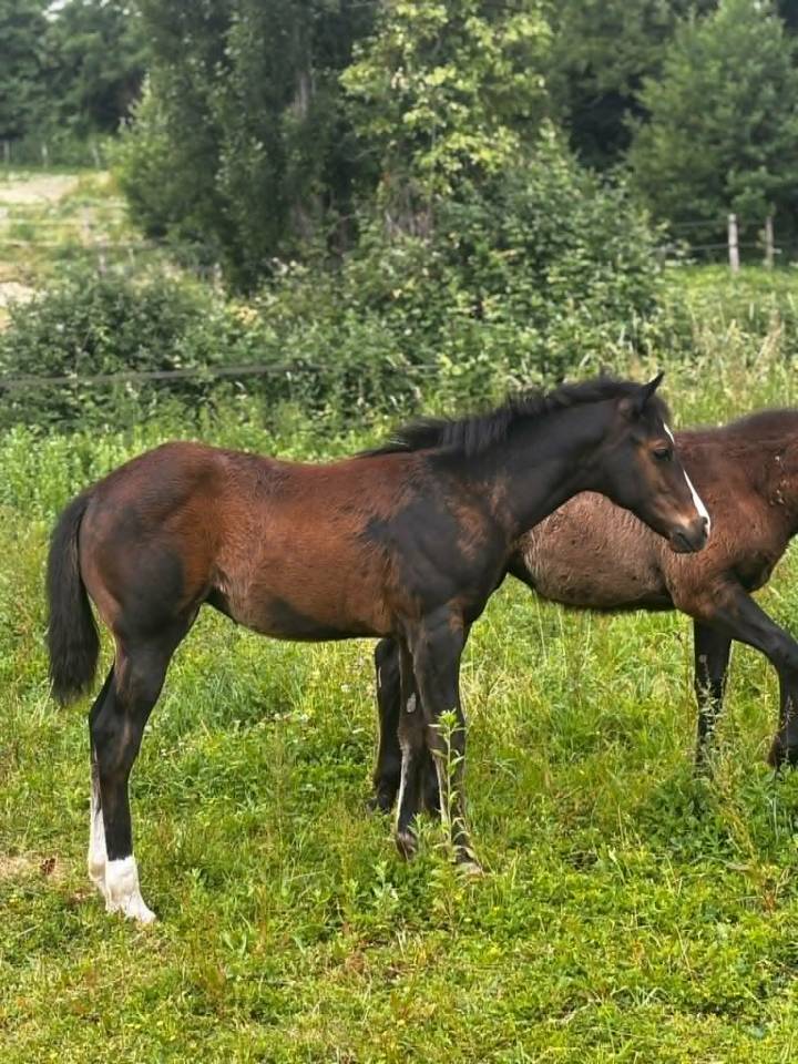 Pouliche Appaloosa ApHC 