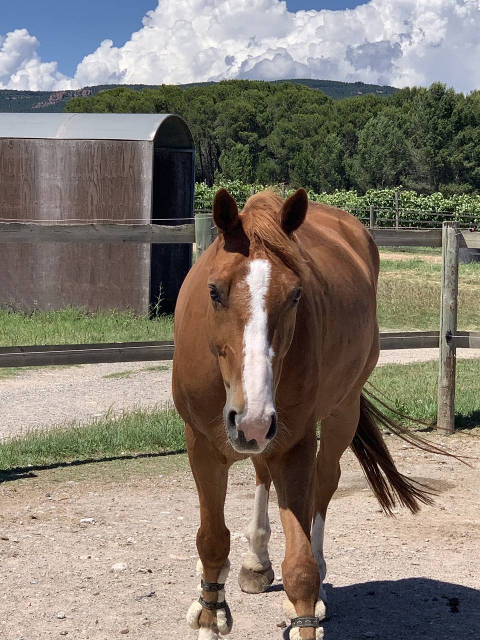 Vente hongre 11 ans OC (83)