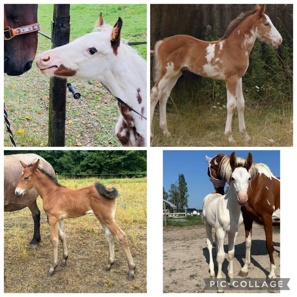 Saillie entier Z dominant White alezan 