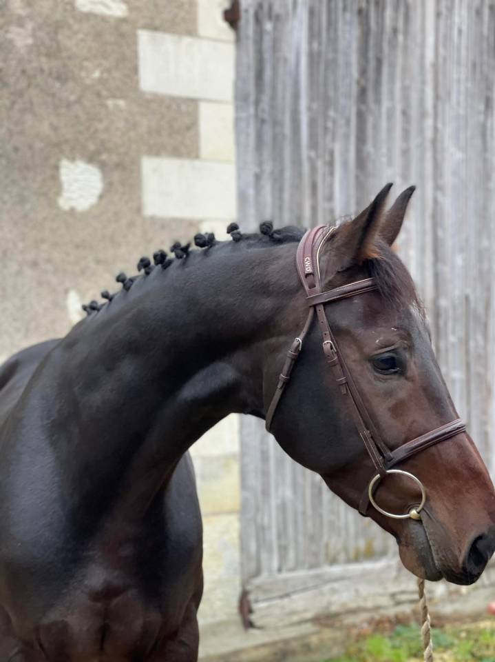 Hongre 8 ans - faire offre 