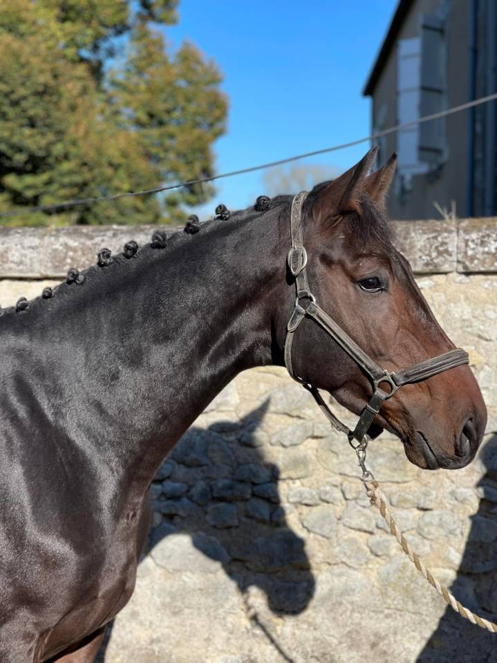 Hongre 8 ans - faire offre 