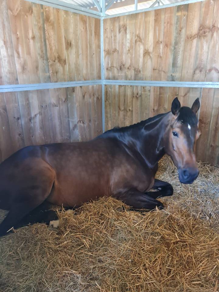 A vendre poulini&egrave;re 10 ans pleine 