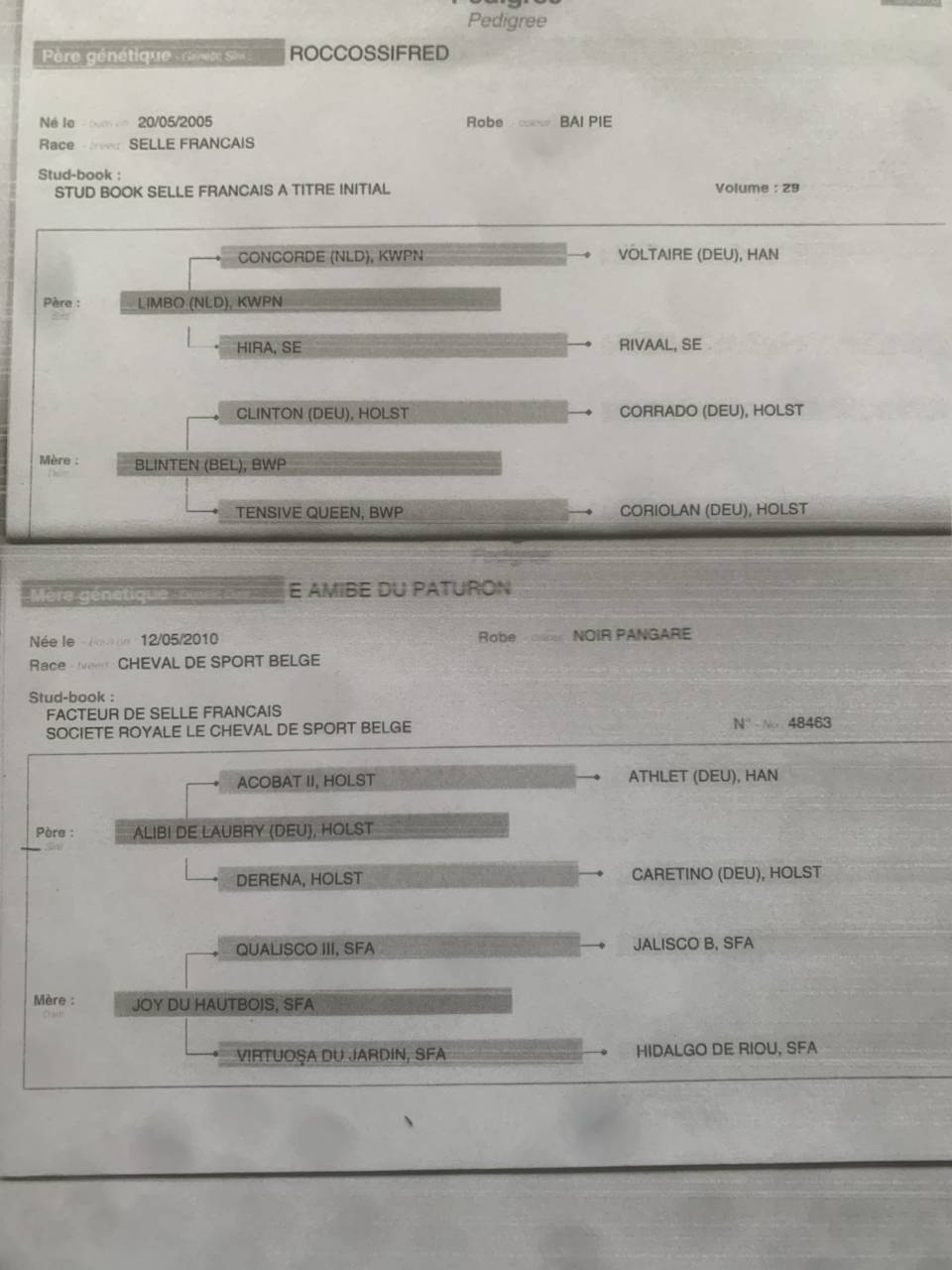 A vendre poulini&egrave;re 10 ans pleine 