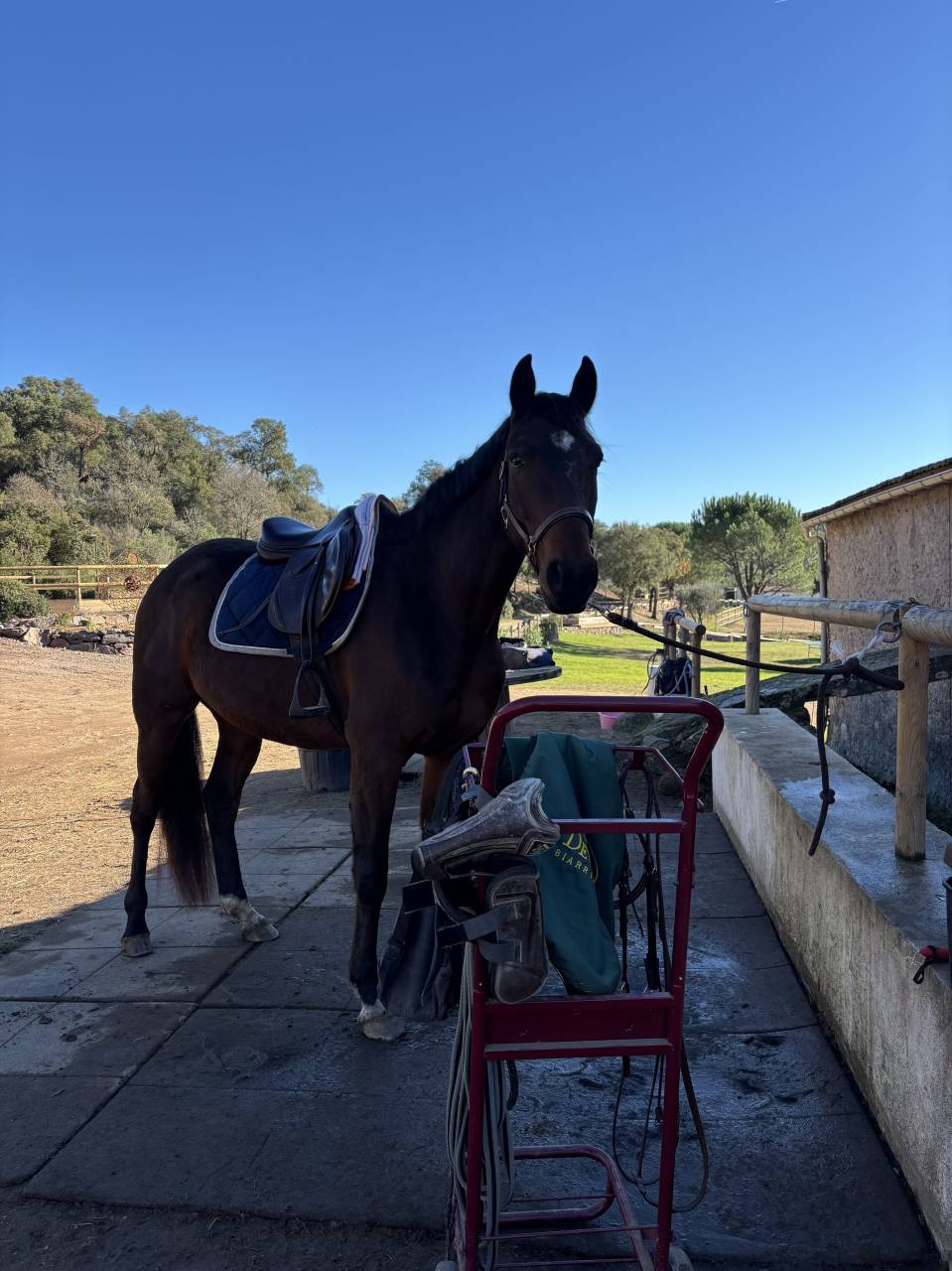 Urgent - Trotteur 5 ans