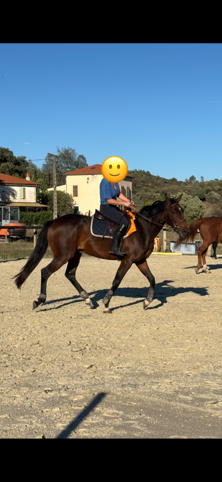 Urgent - Trotteur 5 ans