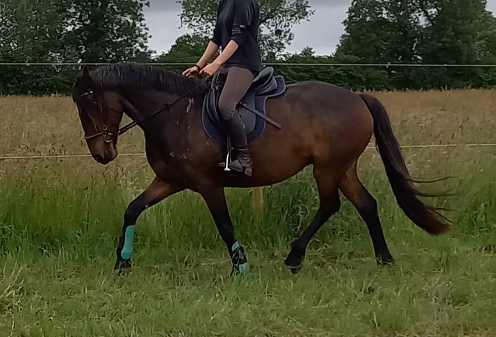 Tr&egrave;s jolie connemara OC ma&icirc;tre d'&eacute;cole